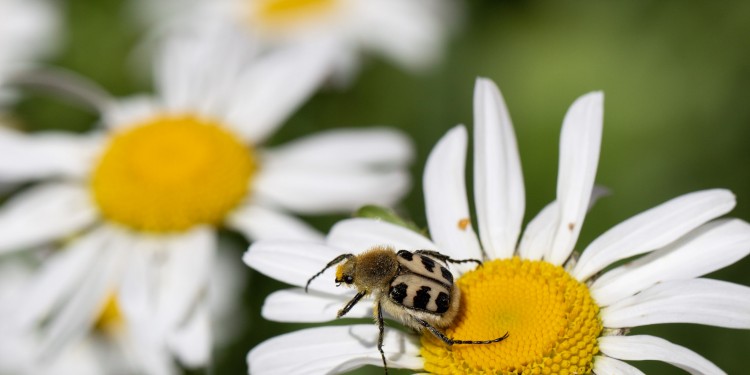 Neben Bienen sind auch andere Insektenarten wie der Pinselkäfer gefährdet.